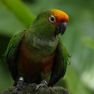 Golden-capped conure (Aratinga auricapilla)