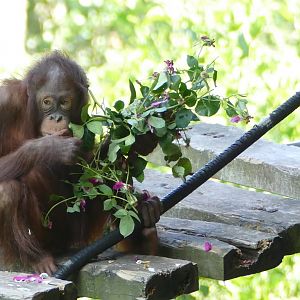 Orangutan and roses #1, July 2019