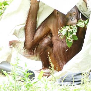 Orangutan and roses #2