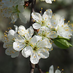 Cherry blossom (Prunus species), 2019-03-30