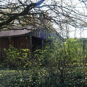 Dutch belted cow stable, 2019-03-30