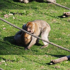 Barbary macaques (Macaca sylvanus) fighting, 2019-03-30