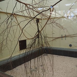 Australian aviary, 2019-03-30