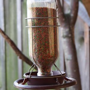 Small bird feeder, 2019-03-30