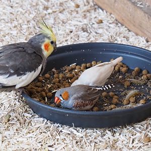 Cockatiel (Nymphicus hollandicus) and Zebra finches (Taeniopygia guttata), 2019-03-30
