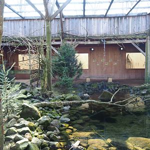 Australian aviary, 2019-03-30