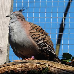 Crested pigeon (Ocyphaps lophotes), 2019-03-30