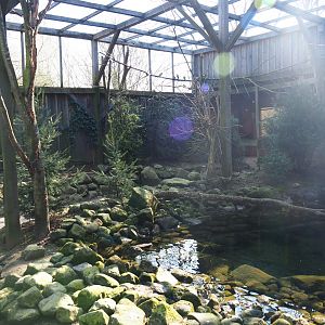 Australian aviary, 2019-03-30