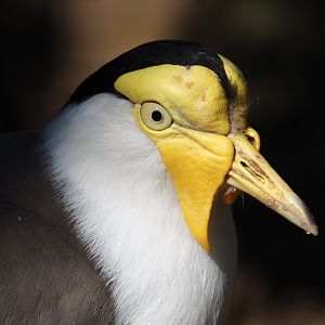 Masked lapwing (Vanellus miles miles), 2019-03-30