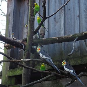 Budgerigars (Melopsittacus undulatus) and Cockatiels (Nymphicus hollandicus), 2019-03-30