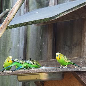 Feeding platform with budgerigars (Melopsittacus undulatus), 2019-03-30