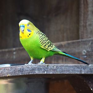 Budgerigar (Melopsittacus undulatus), 2019-03-30