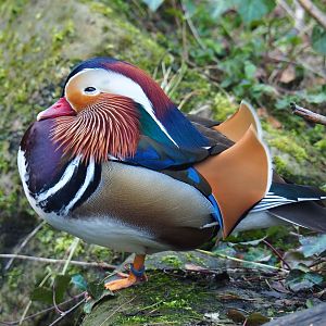 Mandarin duck (Aix galericulata) drake, 2019-03-30