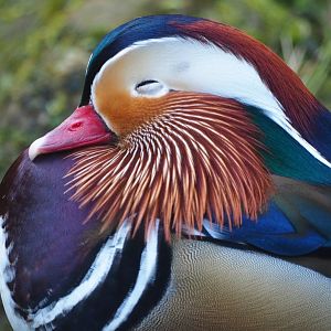 Mandarin duck (Aix galericulata) drake, 2019-03-30