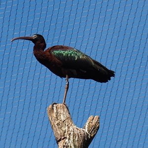 Glossy ibis (Plegadis falcinellus), 2019-03-30