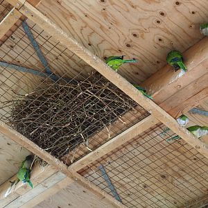 Quaker parrot nest, 2019-03-30