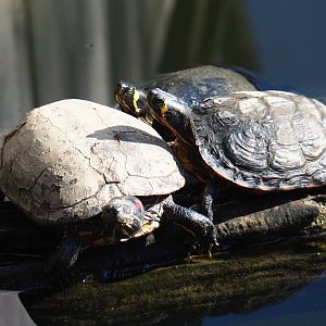 Red-eared slider (Trachemys scripta elegans) and Yellow-bellied sliders (T. s. scripta), 2019-03-30