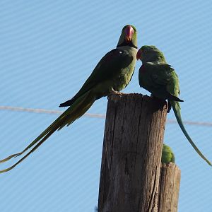 Alexandrine parakeets (Psittacula eupatria), 2019-03-30