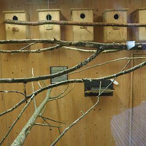 Alien species aviary parakeet indoor housing, 2019-03-30