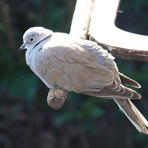 Eurasian collared dove (Streptopelia decaocto), 2019-03-30
