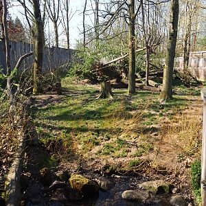Raccoon - Striped skunk exhibit, 2019-03-30