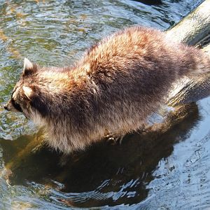 Raccoon (Procyon lotor), 2019-03-30