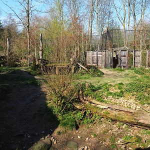 Eurasian wolf exhibit, 2019-03-30
