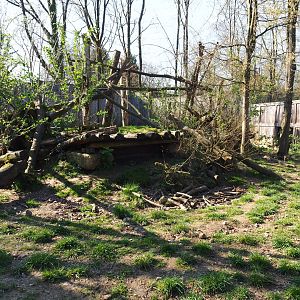 Raccoon - Striped skunk exhibit, 2019-03-30