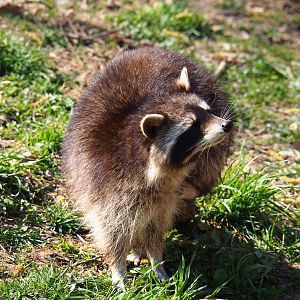 Raccoon (Procyon lotor), 2019-03-30