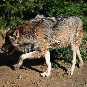 Eurasian wolf (Canis lupus lupus), 2019-03-30