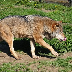 Eurasian wolf (Canis lupus lupus), 2019-03-30