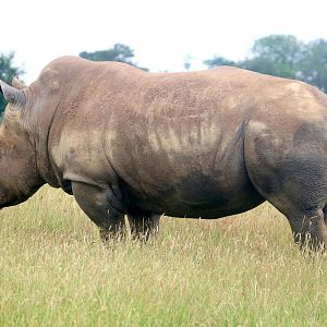 White rhinoceros; Whipsnade; 13th July 2019