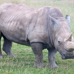 White rhinoceros; Whipsnade; 13th July 2019