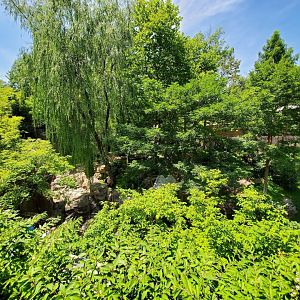 Jun. 2019 - Asia Trail - Main Giant Panda Exhibit