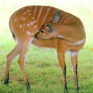 Sitatunga; Whipsnade; 13th July 2019