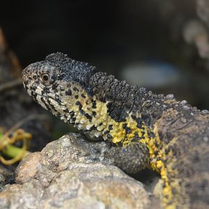 Chinese Crocodile Lizard at Wuppertal, 16/06/19