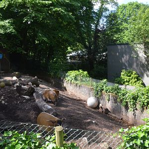 Red River Hog Enclosure at Wuppertal, 16/06/19