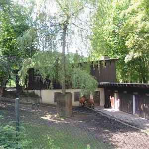 Eastern Bongo Enclosure at Wuppertal, 16/06/19