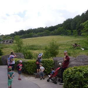 African Lion Enclosure at Wuppertal, 16/06/19