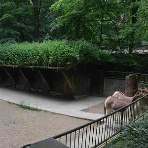 Eastern Kiang Enclosure at Wuppertal, 16/06/19