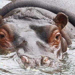 Hippopotamus; Whipsnade; 13th July 2019