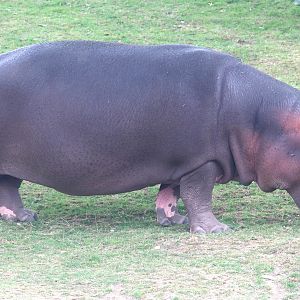 Hippopotamus; Whipsnade; 13th July 2019