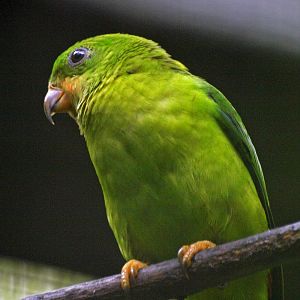 Wings of Asia - Jurong