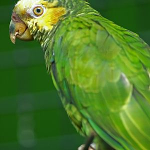 Yellow-faced parrot (Alipiopsitta xanthops)