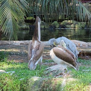 Jurong pelican