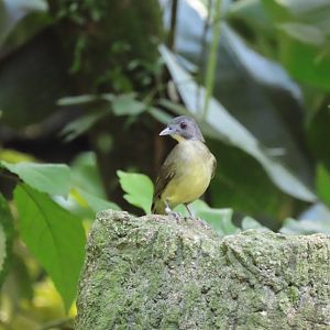 Jurong bird ID