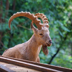 Siberian ibex