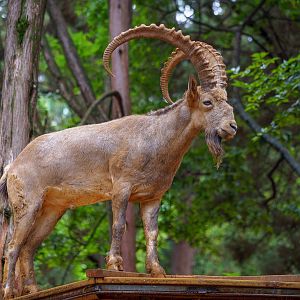 Siberian ibex
