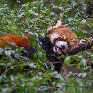 Red panda