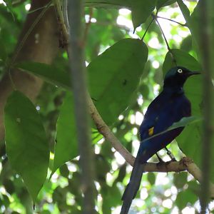 Jurong starling ID
